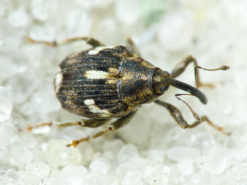 Datonychus arquata (Herbst, 1795)